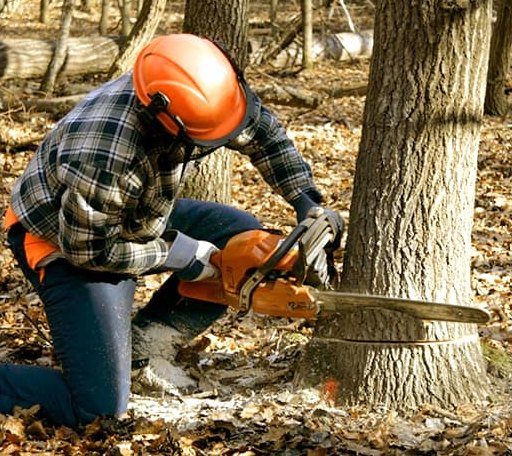 Tree Removal in Crow Agency, MT